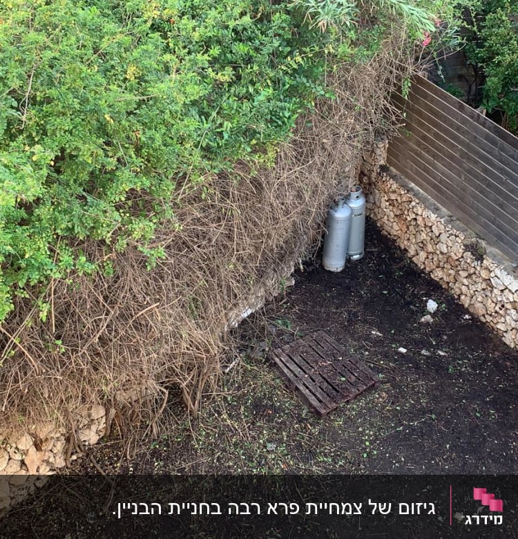 שיחים ירוקים, אדמה חשופה, גדר עץ ואבנים